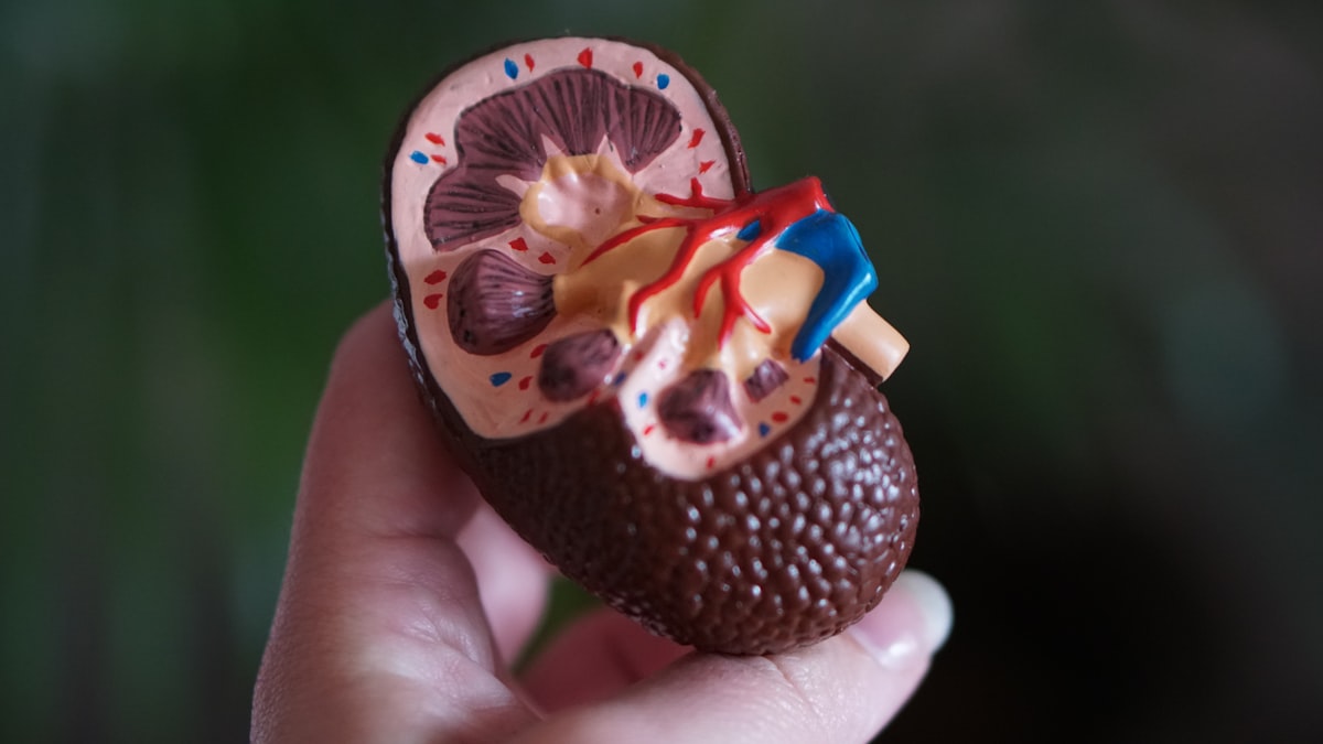 Circadian Osmoregulation