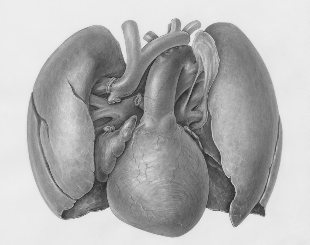 Pelvic Floor Muscle Kinetics
